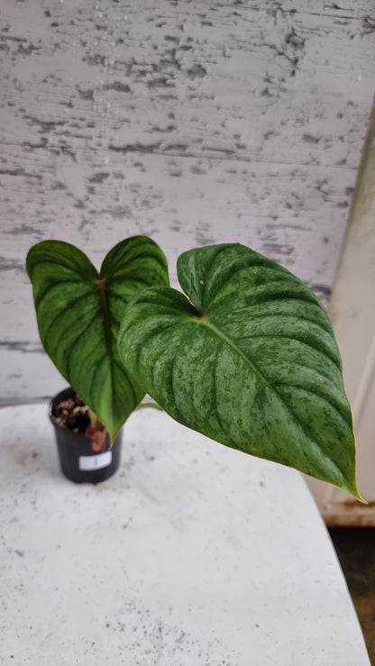 Philodendron ser. Rupicola - 'TC pastazanum silver'