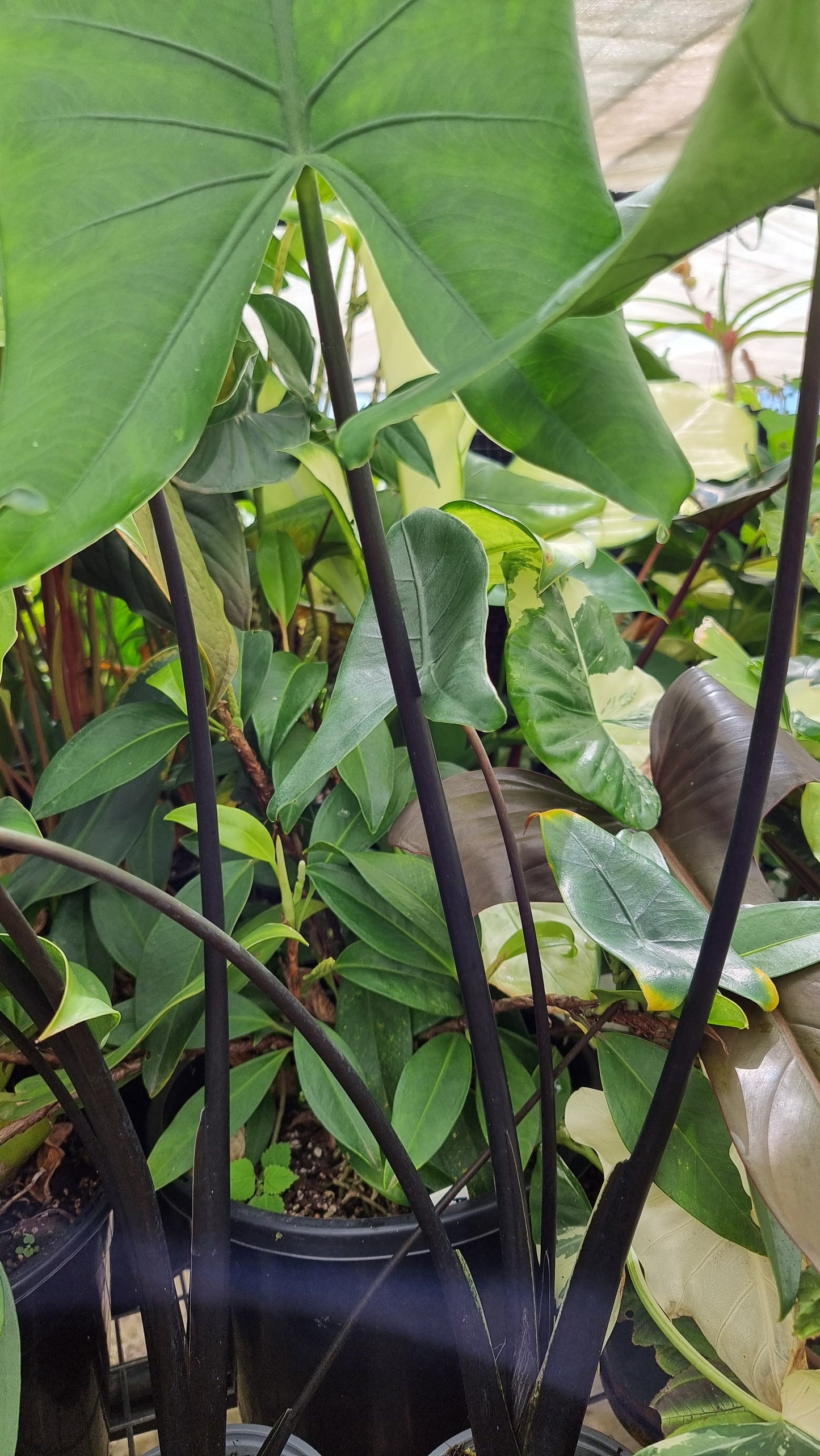 Alocasia zebrina 'Black Stem'