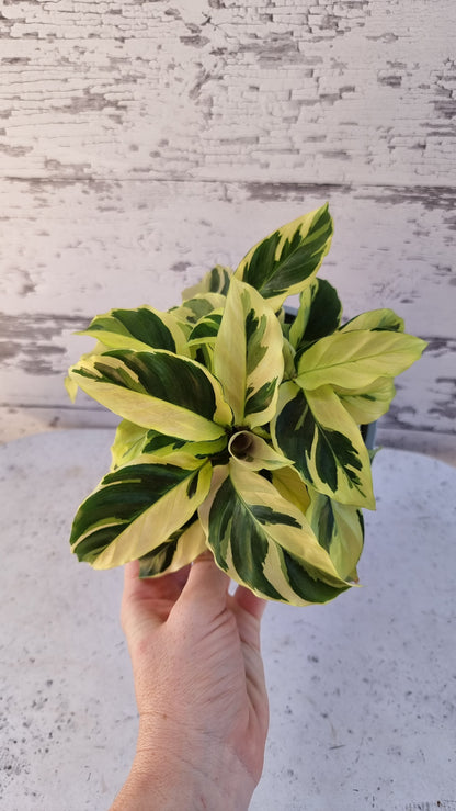 Goeppertia (Calathea) louisae ‘Thai Beauty’
