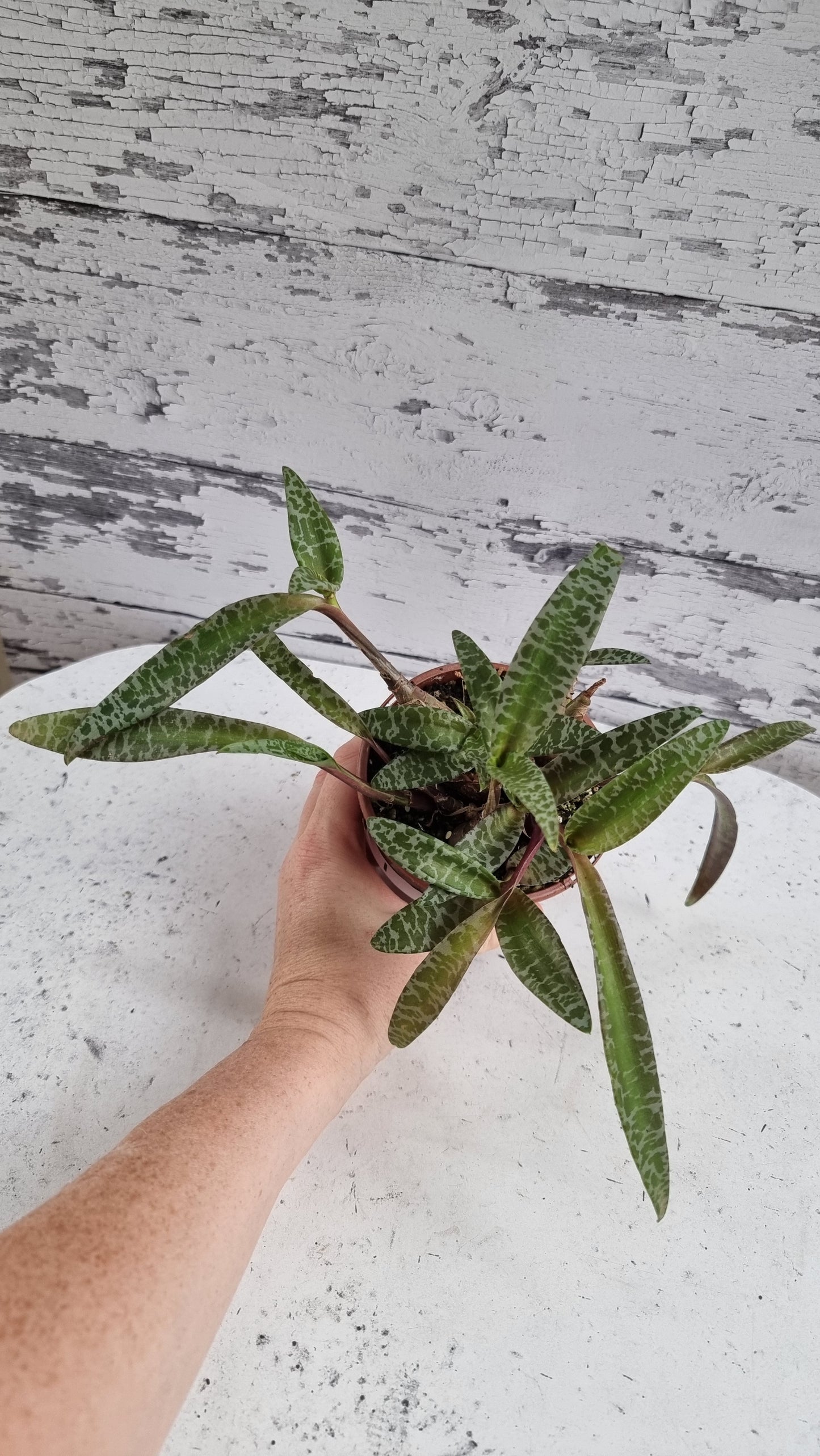 Ledebouria socialis (basionym. Scilla violacea) - Silver Squill