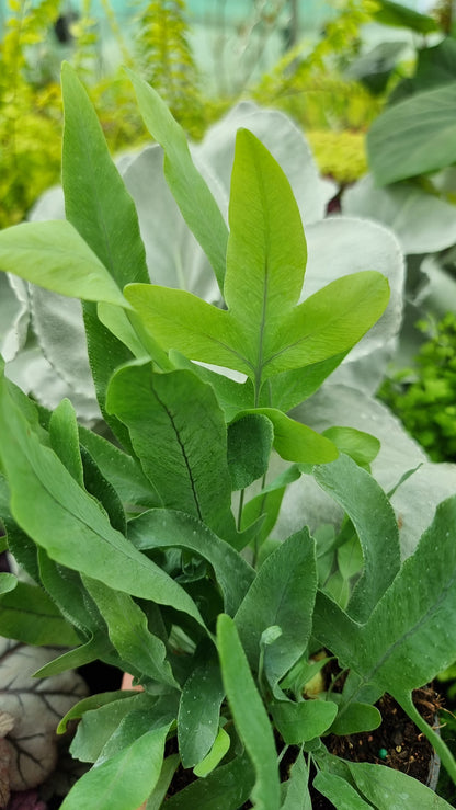 Phlebodium aureum - 蓝星蕨