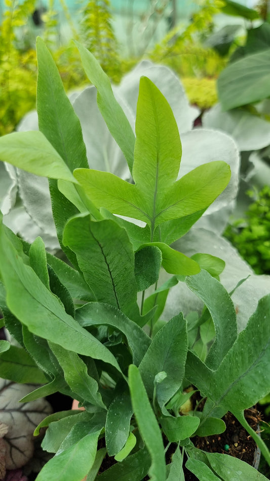 Phlebodium aureum - Blue Star Fern