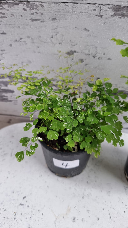 Adiantum raddianum 'Variegatum' - Variegated Delta Maidenhair Fern