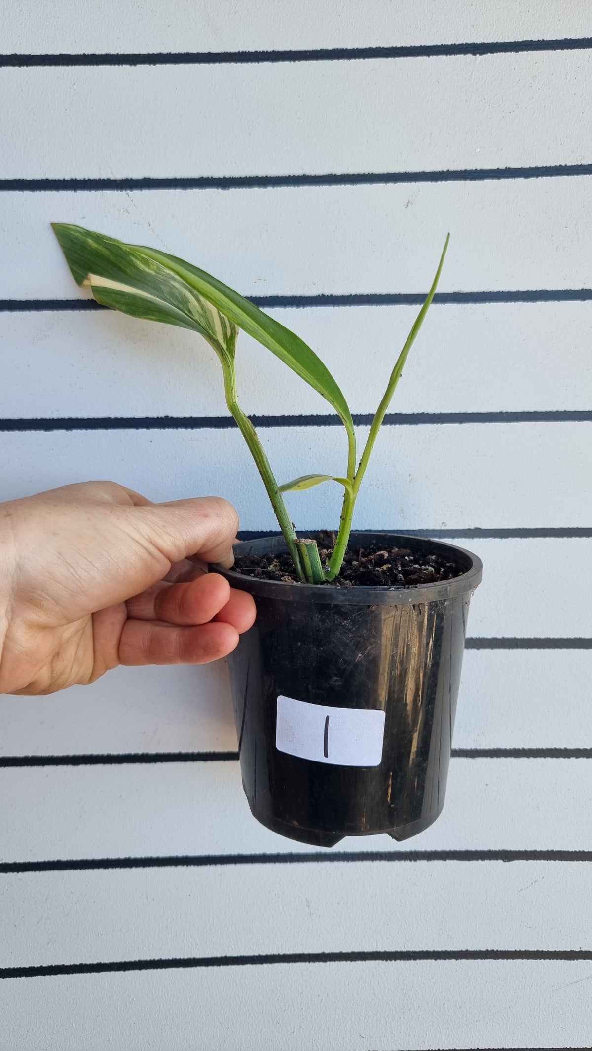 Epipremnum amplissimum variegata