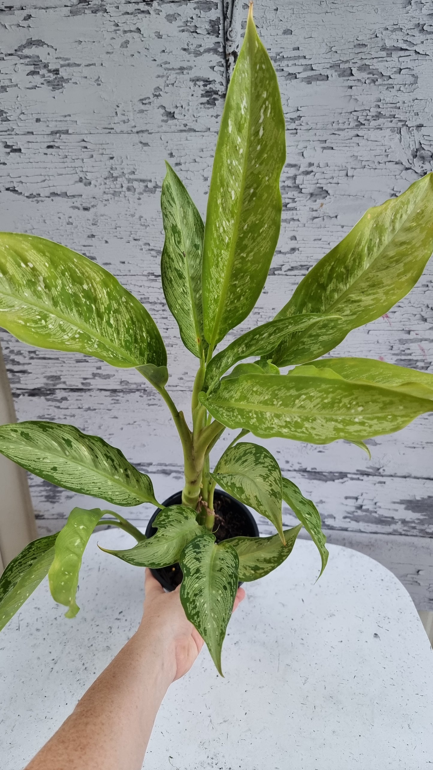 Dieffenbachia maculata 'Tropical Tiki' - Dumbcane