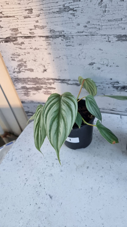 Philodendron sp. 'pastazanum silver'