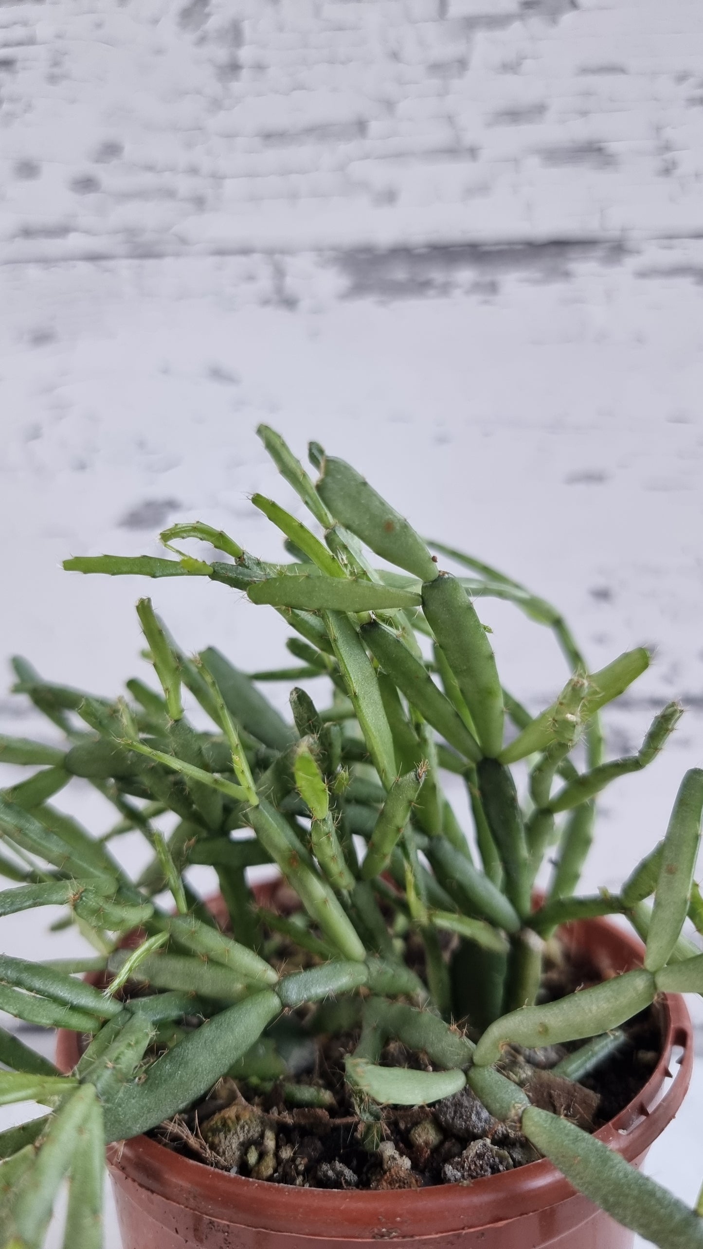 Rhipsalis ewaldiana - 槲寄生仙人掌