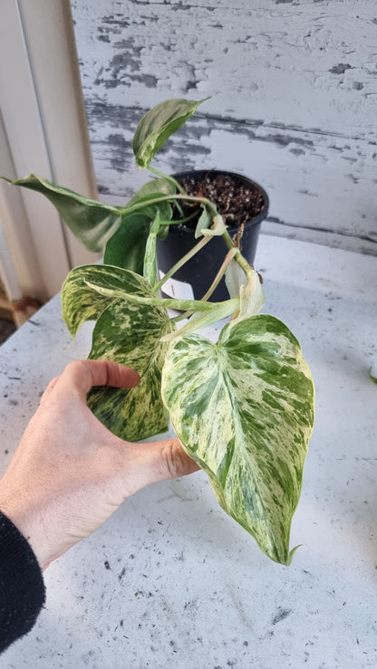 Philodendron hederaceum var. oxycardium variegata - Variegated Heart Leaf Philo