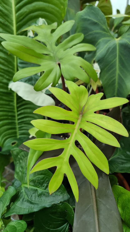Philodendron mayoi 'Tahiti'