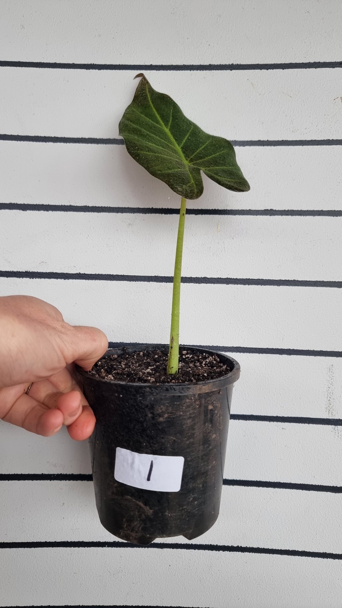 Alocasia 'Regal Shield' - Elephant Ear