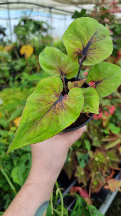 Caladium 'Autumn Charm' Root'd Plants 
