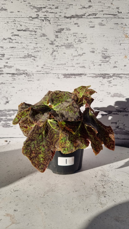 Begonia fuscomaculata var. NOID 'Plum Swirl'