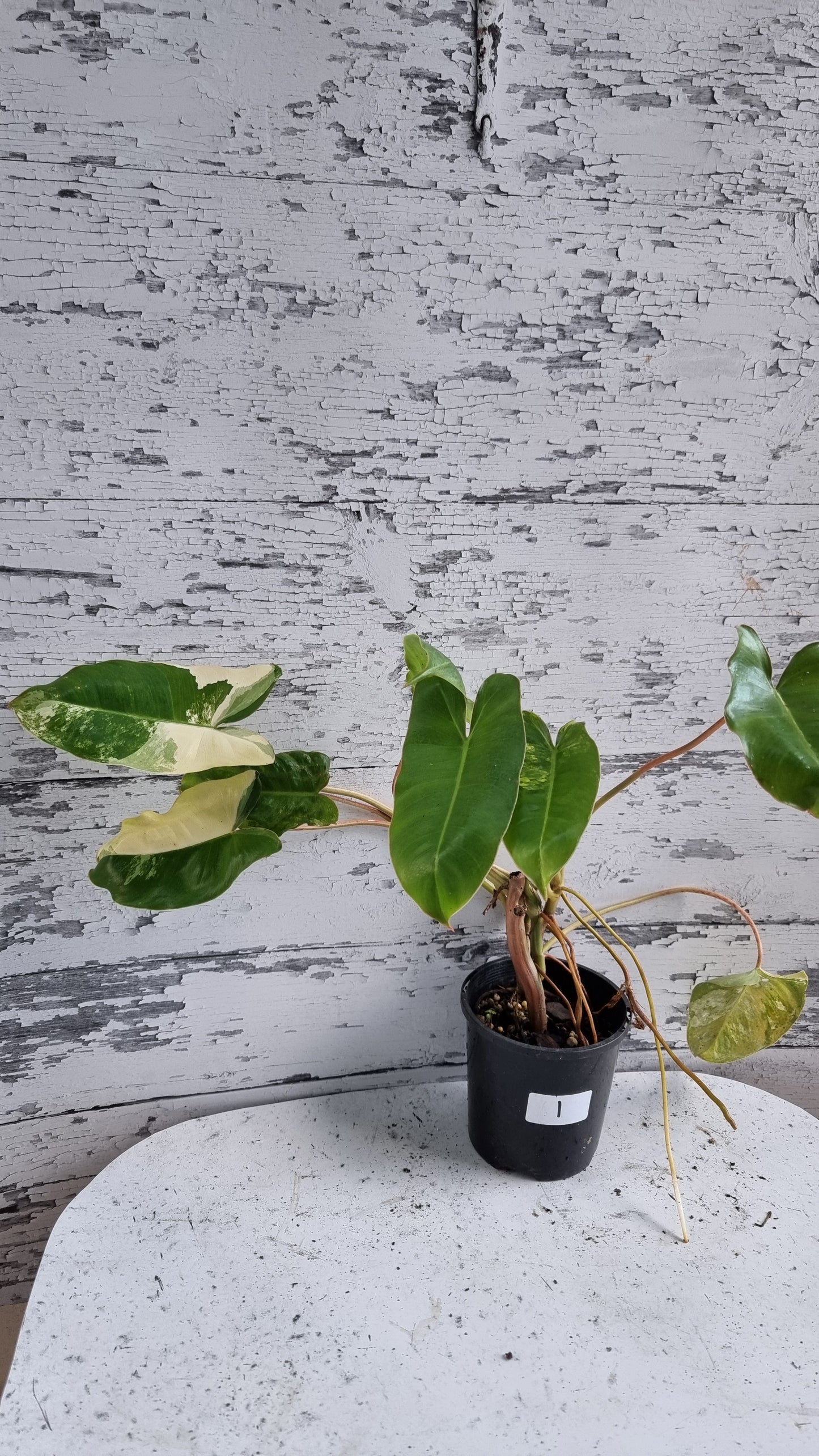 Philodendron 'Burle Marx' variegata
