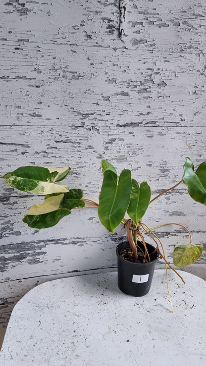 Philodendron 'Burle Marx' variegata