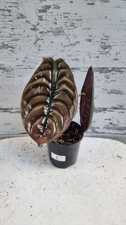 Alocasia cuprea ‘Red Secret’ - Mirror plant, Elephant ear.