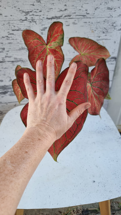 Caladium bicolour 'Jungle Ember'