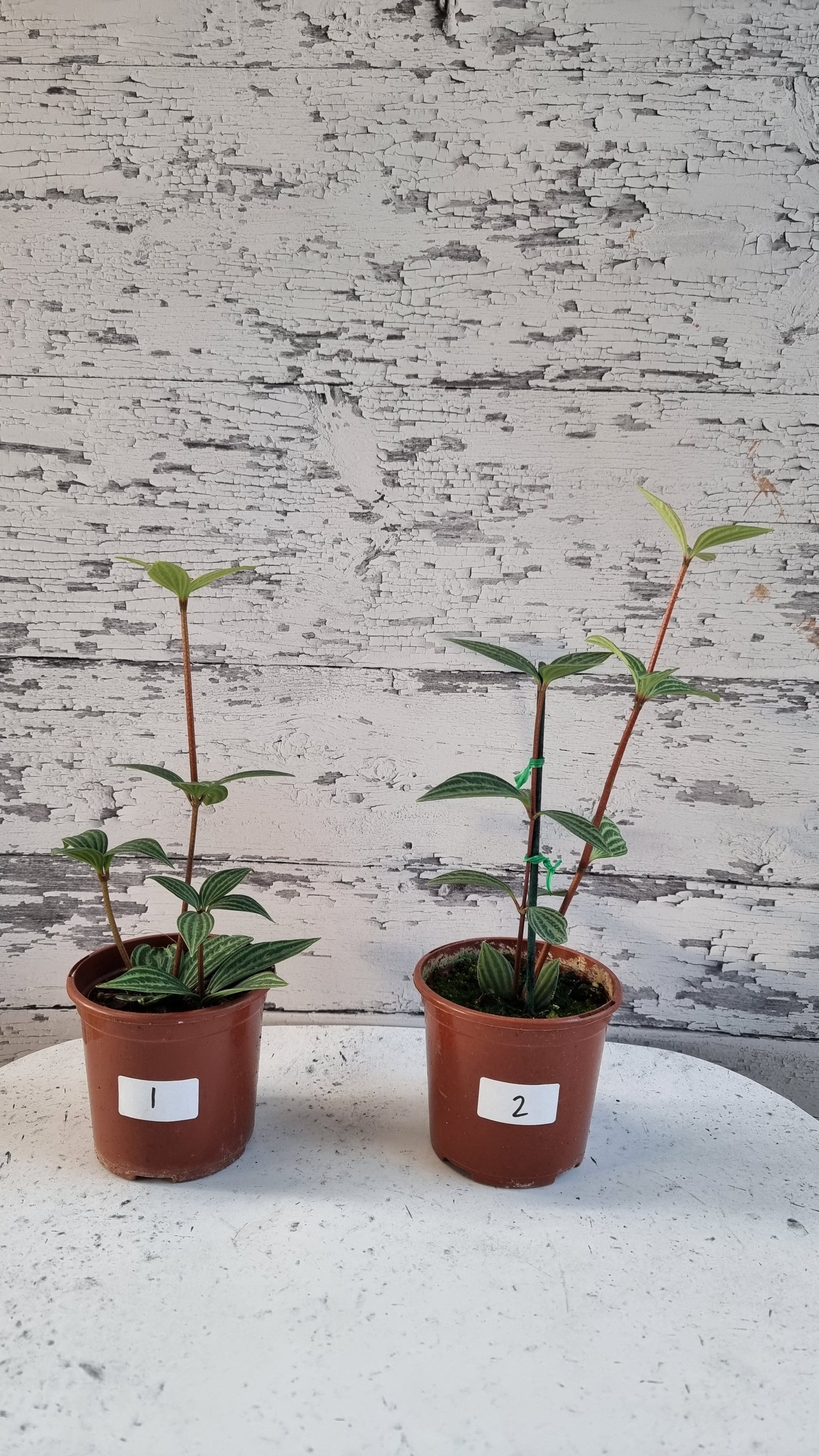 Peperomia tetragona - Parallel Peperomia