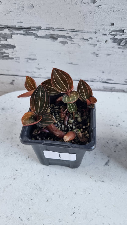 Ludisia discolor 'Jinhua' - Jewel Orchid