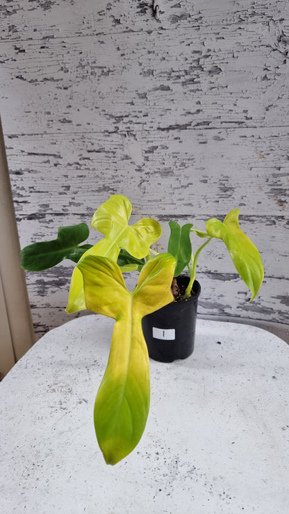 Philodendron bipennifolium aureum - Neon Horse Head Plant