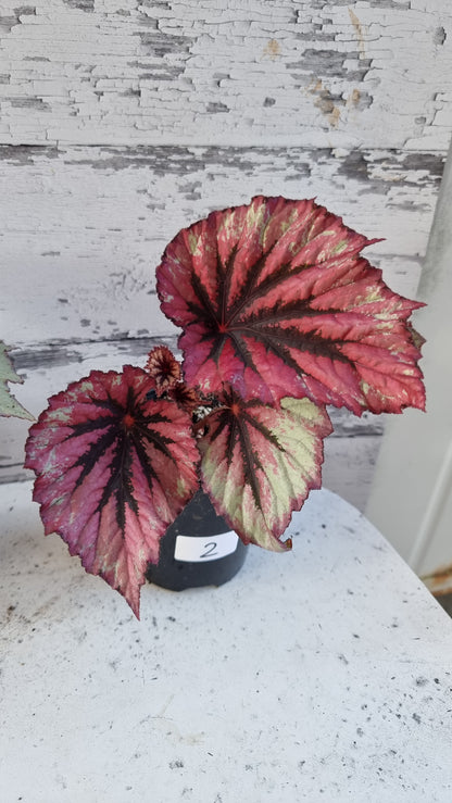 Begonia rex 'Evening Glow'