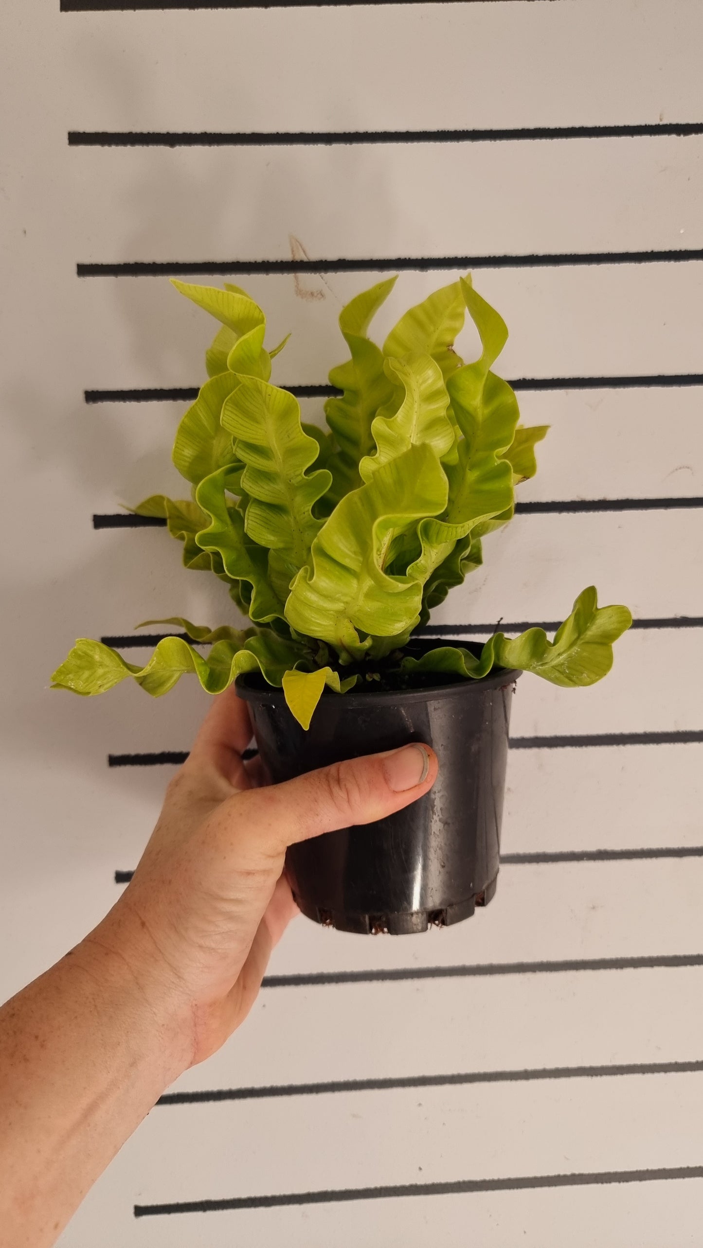 Asplenium nidas 'Crispy Wave' - Pleated Bird's Nest Fern