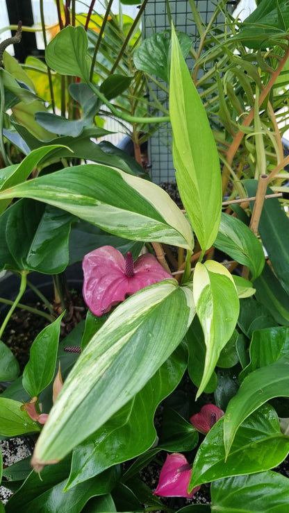 Epipremnum amplissimum variegata