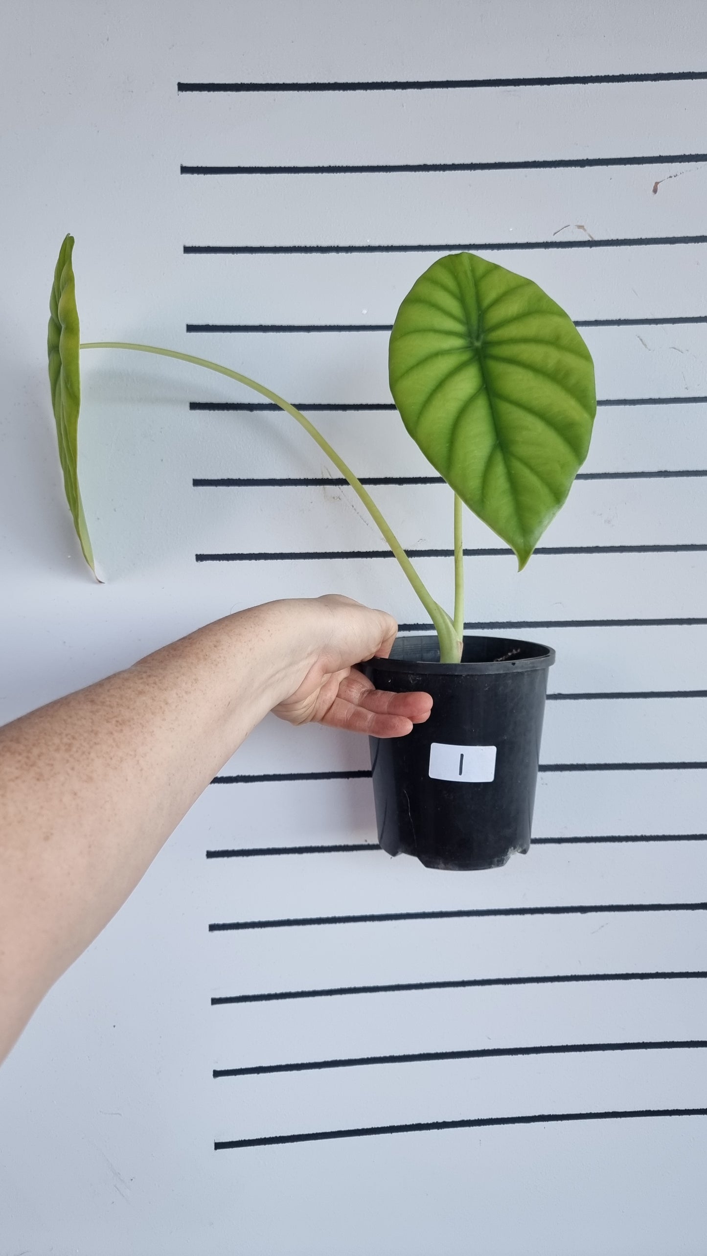 Alocasia clypeolata 'Green Shield'