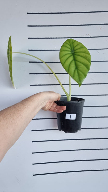 Alocasia clypeolata 'Green Shield'