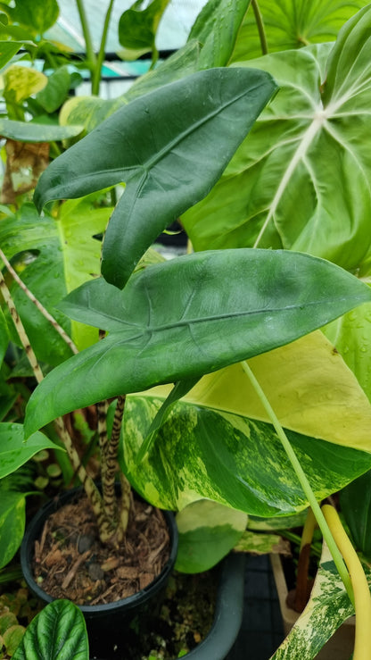 Alocasia zebrina