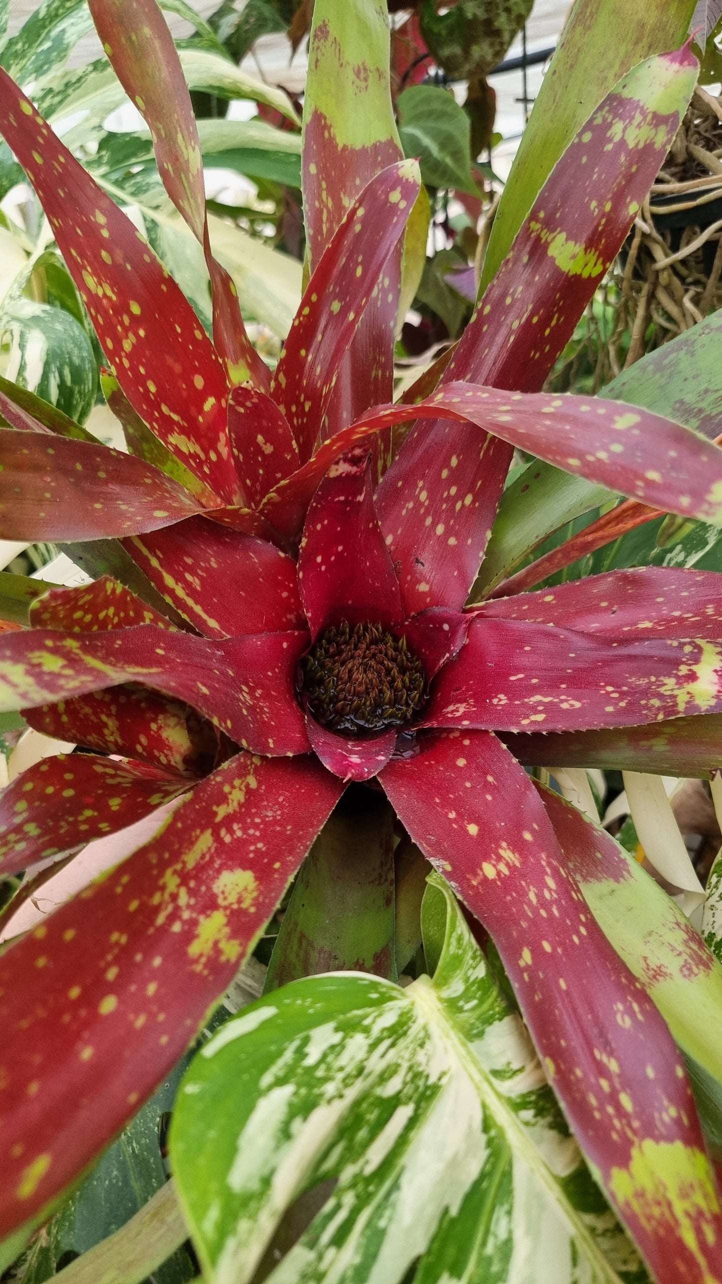 Neoregelia hybrid 'Gazpacho' - Bromeliad