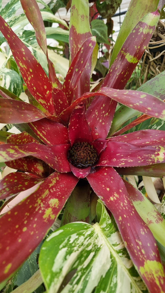 Neoregelia hybrid 'Gazpacho' - Bromeliad