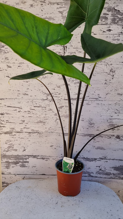 Alocasia zebrina 'Black Stem'