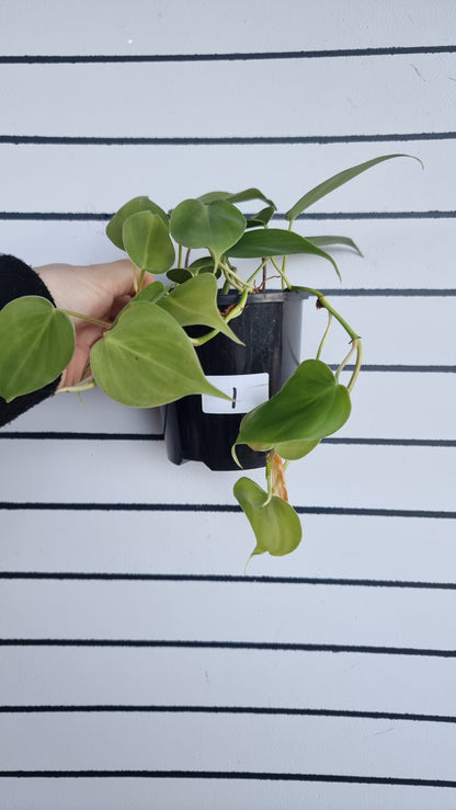 Philodendron Hederaceum var. oxycardium - Heart Leaf Philodendron