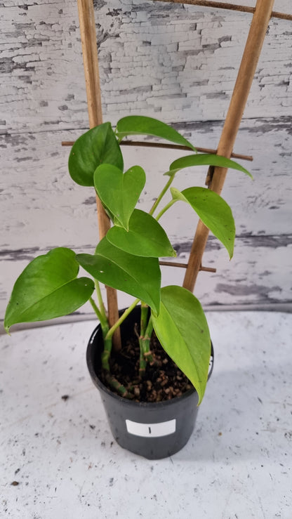 Epipremnum aureum - Devils ivy