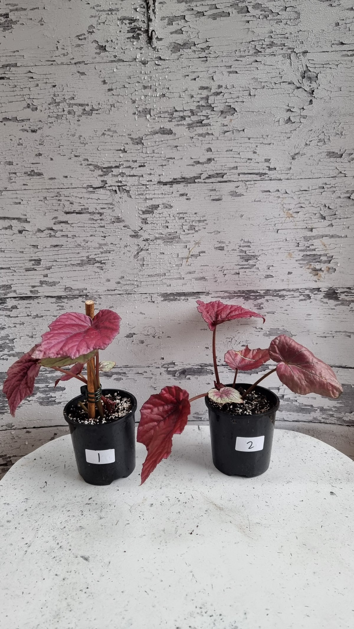Begonia 'Indian Summer'