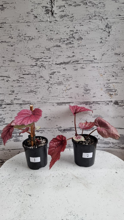Begonia 'Indian Summer'