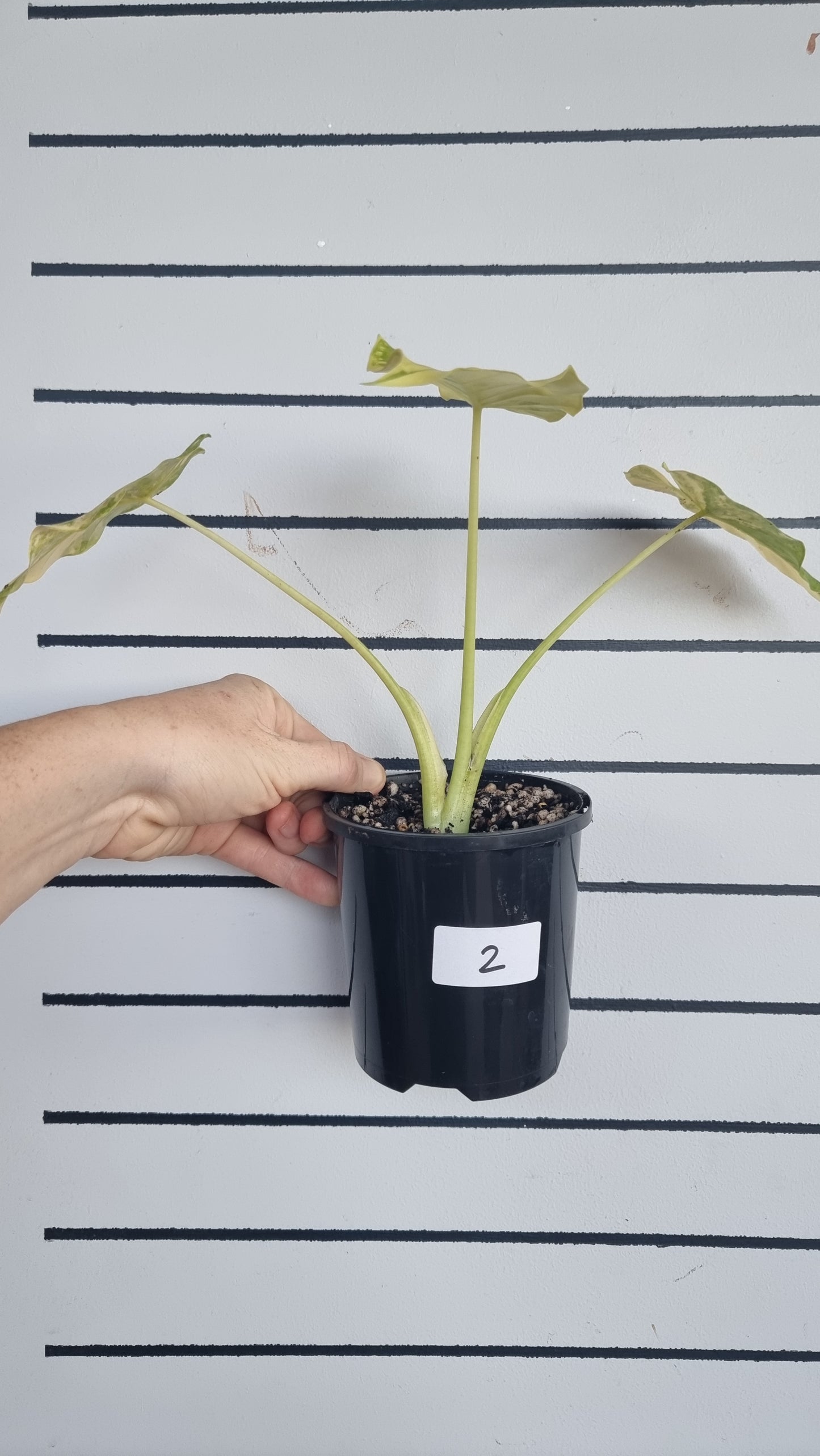 Alocasia gageana 'Aurea' - Yellow Variegated Elephant Ear