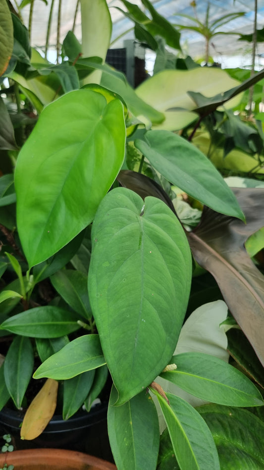 Syngonium chiapense - Arrowhead Plant
