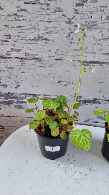 Saxifraga stolonifera - Green with White/Grey veining