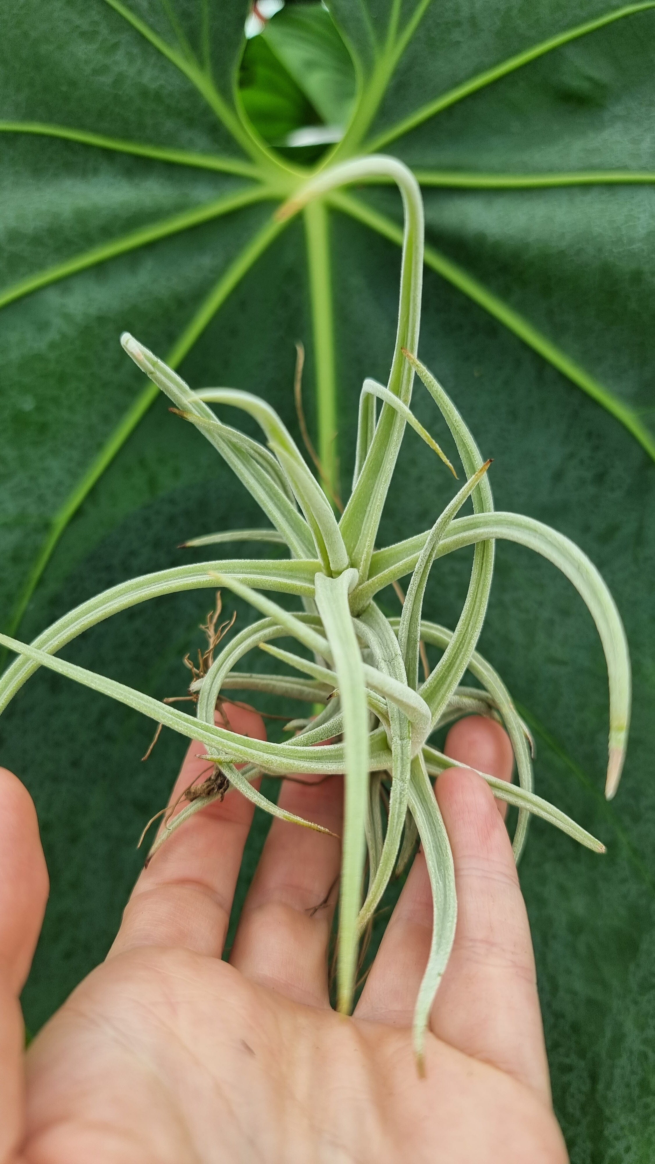 Tillandsia schiedeana var. glabrior - Air Plant Root'd Plants 