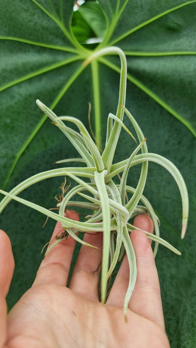 Tillandsia schiedeana var. glabrior - Air Plant Root'd Plants 