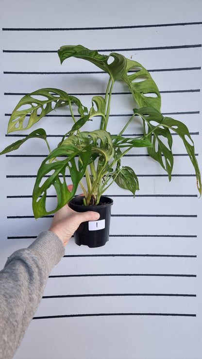 Monstera adansonii 'Monkey Mask' - Swiss Cheese Plant