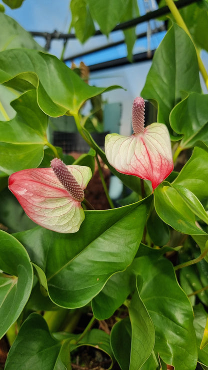 Anthurium andreanum 'Beauty Queen' - Flamingo Flower