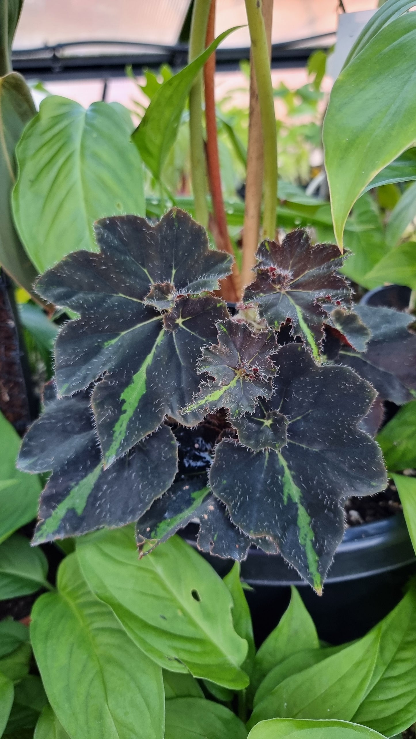 Begonia 'Lightning Strike'