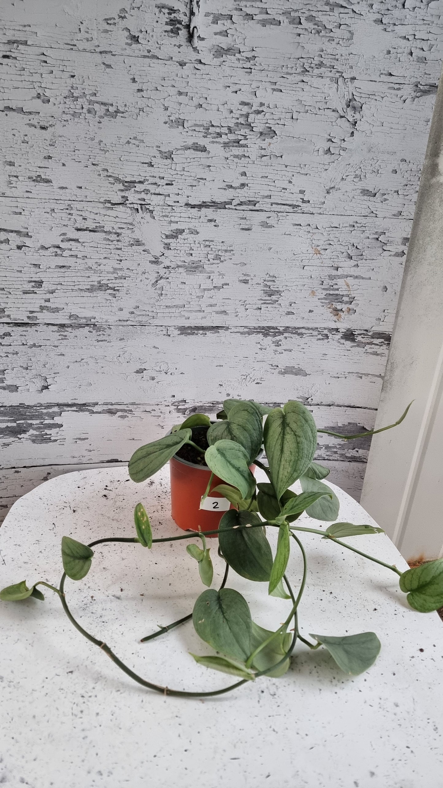 Scindapsus pictus 'Silver Hero' - Platinum Pothos