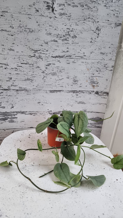 Scindapsus pictus 'Silver Hero' - Platinum Pothos