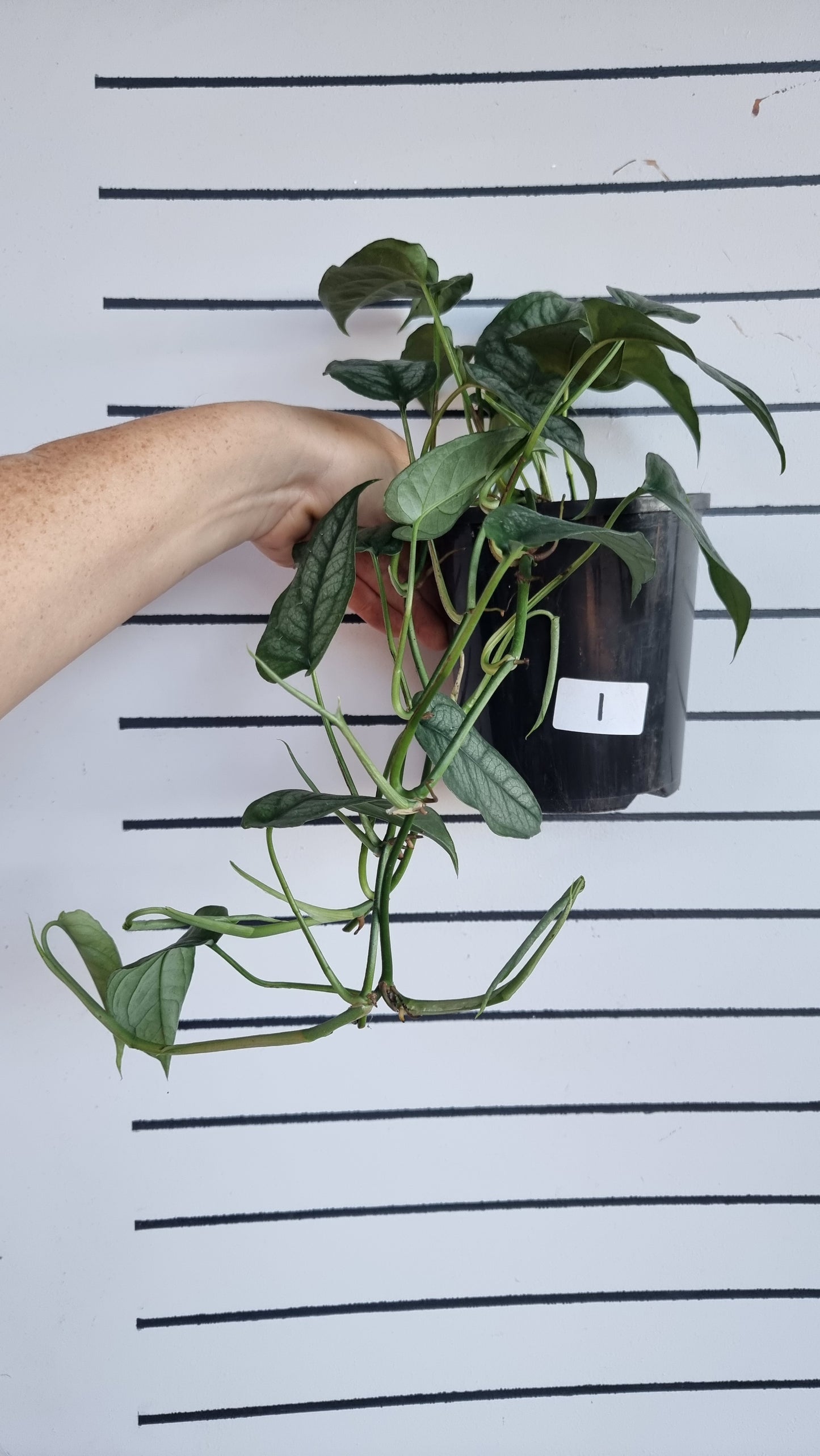 Monstera siltepecana