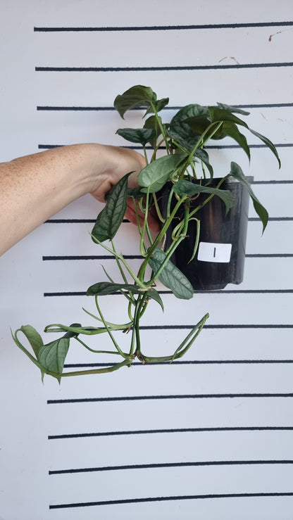 Monstera siltepecana