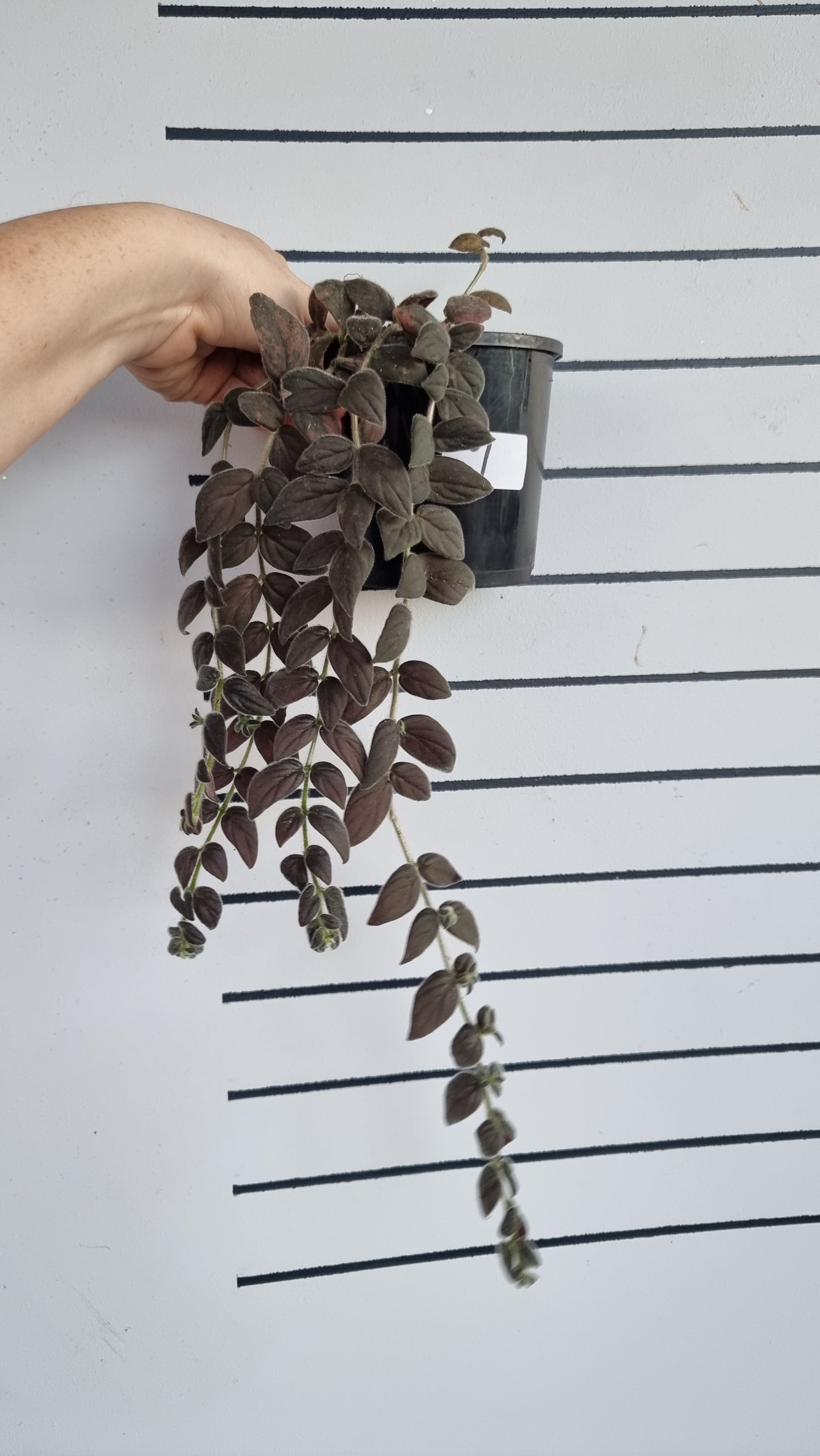Columnea gloriosa 'Purpurea' - 紫色金鱼植物