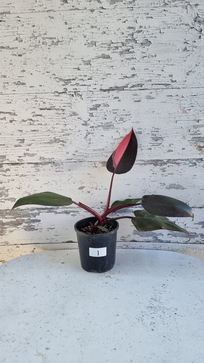 Philodendron erubescens 'Pink Princess'